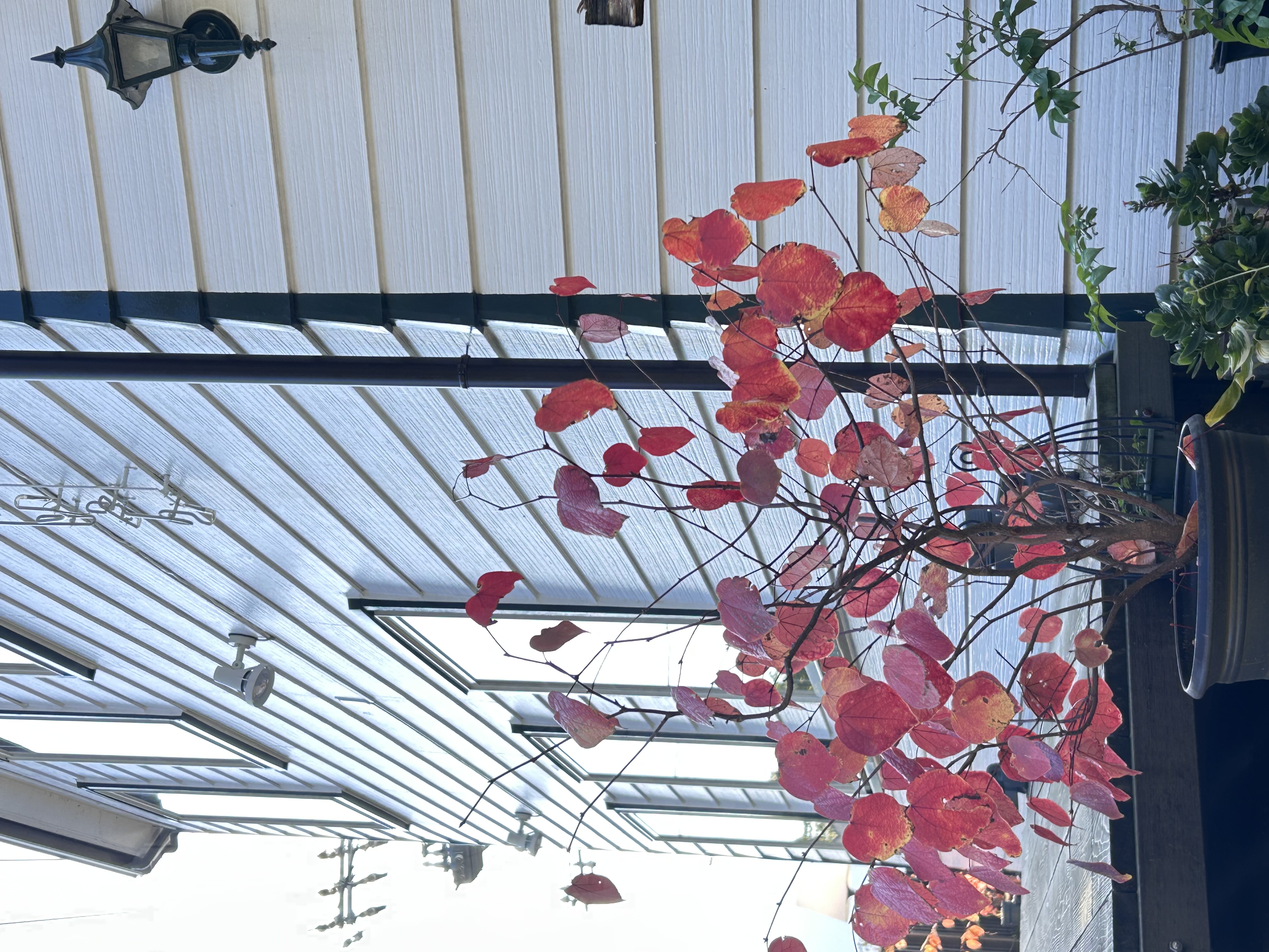 真っ赤に紅葉したべにまんさく