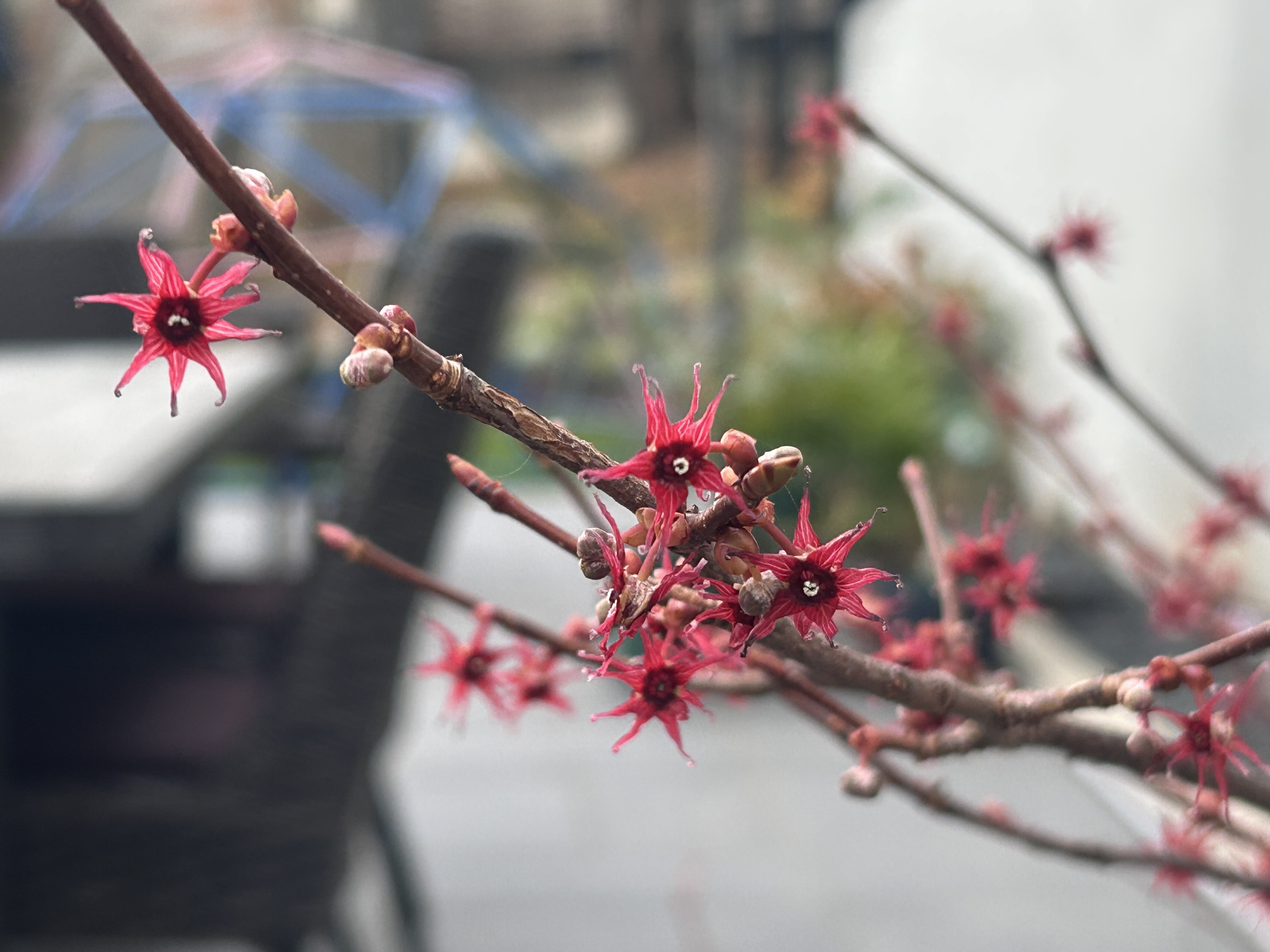 枝いっぱいに咲くべにまんさくの花